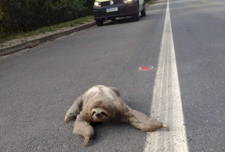 De bicho-preguiça a lobo-guará: Aracruz registra animais silvestres em áreas urbanas