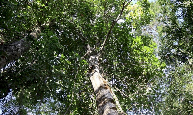 Ações irão promover conscientização e sustentabilidade na Semana do Meio Ambiente em Aracruz